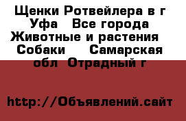 Щенки Ротвейлера в г.Уфа - Все города Животные и растения » Собаки   . Самарская обл.,Отрадный г.